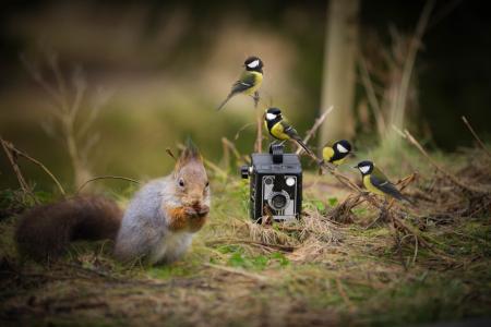 松鼠，鸟，山雀，山雀，相机，相机，性质