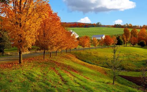 房子，路，领域，树，秋天