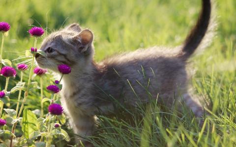花，小猫闻起来