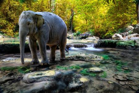 大象，泰国，泰国，河流，森林