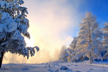 树木，冬天，雪，雾，灌木丛