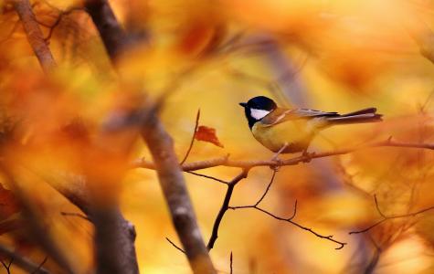 叶子，鸟，分支，散景，秋天