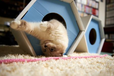 猫，房子，地毯，颠倒，玩