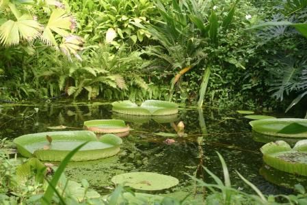 池塘，绿化，植物，自然