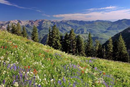 沃萨奇山脉，犹他州，沃萨奇山脉，犹他州，鲜花，草地，云杉
