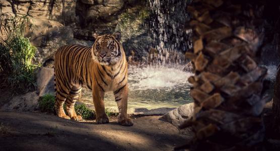 老虎，野猫，捕食者，瀑布