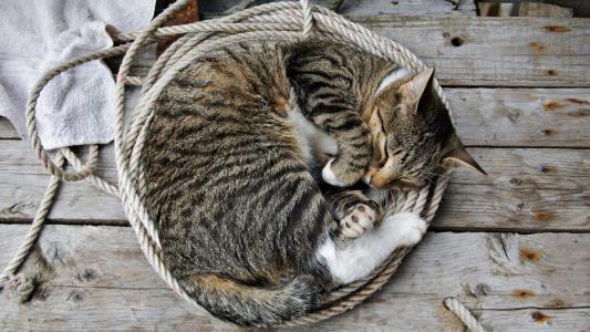 猫，绳子，睡觉