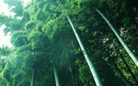 自然，竹子，绿色