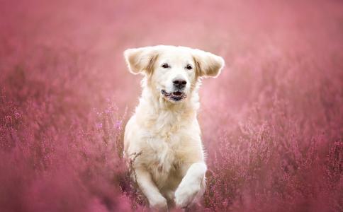 金毛猎犬，金毛猎犬，狗，跑步，鲜花