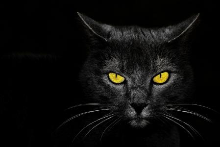 怪物杀，黑猫，背景，眼睛