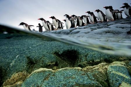 企鹅，水，石头，北极