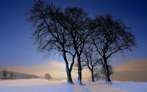 冬天，树木，雪