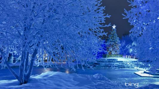 圣诞树，新年，雪，冬天