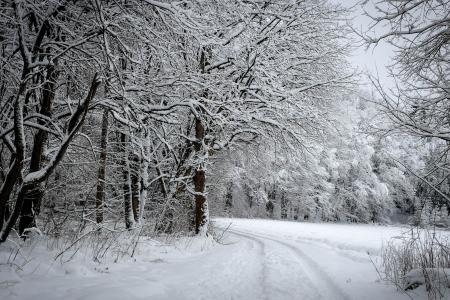 森林，路，冬天，树，雪，景观，冬天，雪，树，森林