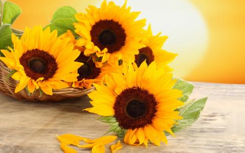 鲜花，花瓣，桌子，篮子，向日葵，黄色