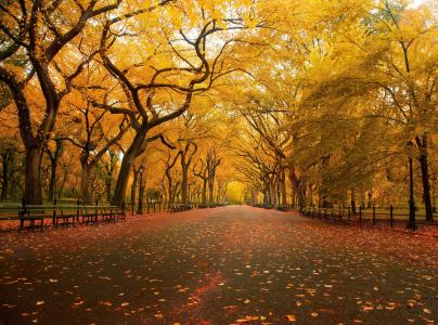 秋天，公园，长凳，树木，叶子，雨