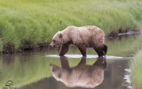 克拉克湖国家公园，阿拉斯加，阿拉斯加，熊，河，反射
