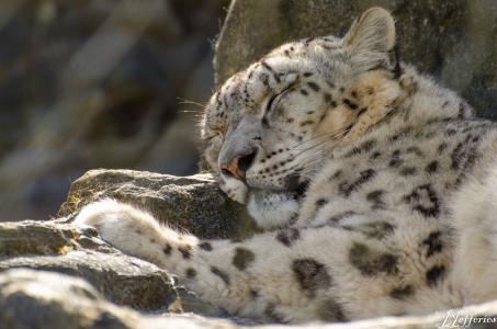 雪豹，豹，雪豹，野猫，休息，睡觉