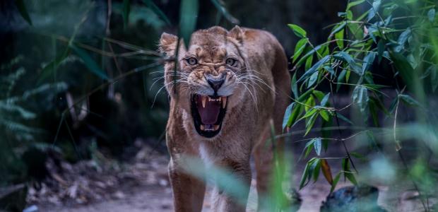 母狮，野猫，捕食者，枪口，笑容，嘴巴，f牙，愤怒，愤怒，威胁，侵略，咆哮