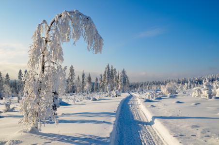 芬兰，冬天，树木，路，景观