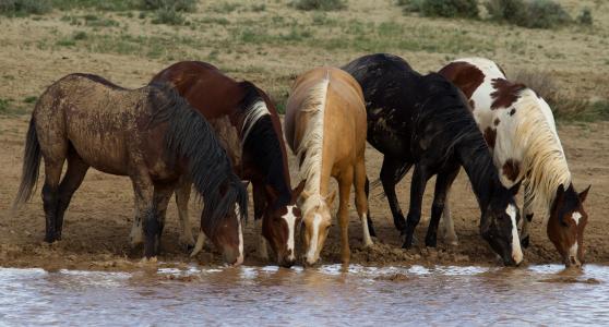 马，马，浇水，Jess R. Lee