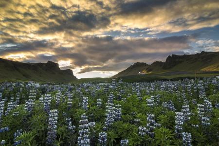 维克我Myrdal，冰岛，维克，冰岛，山，花，羽扇豆，草地