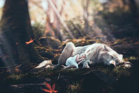 森林，秋季，女孩，睡觉，狗，叶子，光线