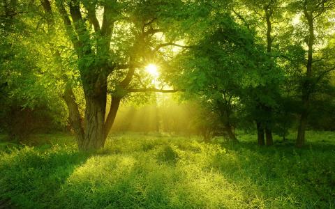 森林，夏天，树木，太阳，光