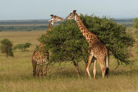 塞伦盖蒂国家公园，坦桑尼亚，坦桑尼亚，长颈鹿，木头