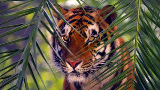 老虎，捕食者，孟加拉虎
