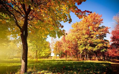 秋天，景观，壁纸