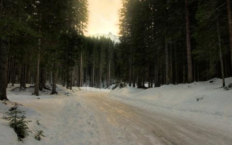 森林，冬天，路，树，雪
