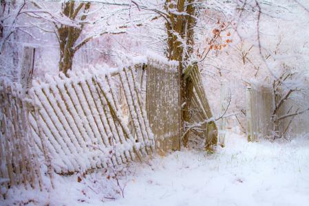 雪，树木，篱笆，降雪，冬天