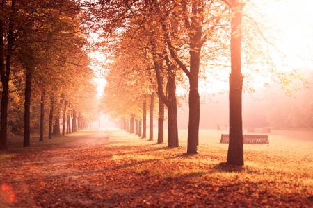 路，秋天，树木，公园，胡同