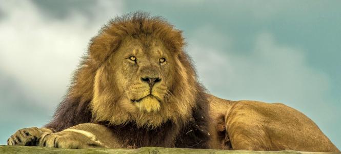狮子，野兽之王，鬃毛