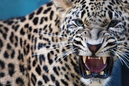 豹，捕食者，猫，嘴，f牙，咧嘴笑