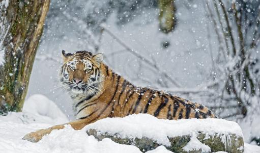 老虎，冬天，雪，石头，猫，捕食者