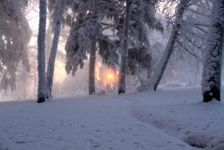 太阳，树木，冬天，雪，雾