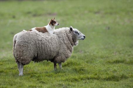 羊，狗，草地