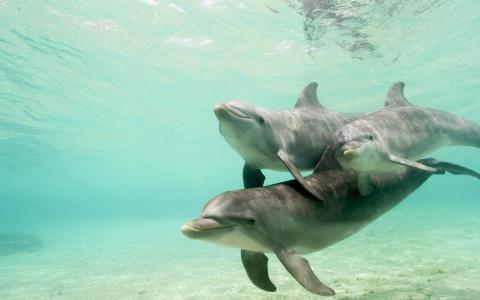 海豚玩，海底世界