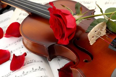 小提琴，玫瑰，花瓣，笔记，花
