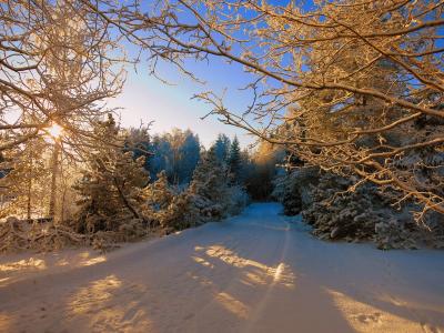 冬季，森林，树木，路，日落，景观