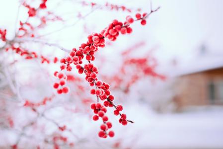 冬天，红色，浆果，树，分支机构