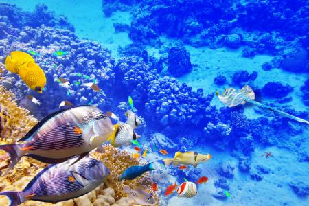 海底世界，海洋，鱼，珊瑚礁