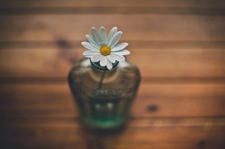 洋甘菊，花，花瓶