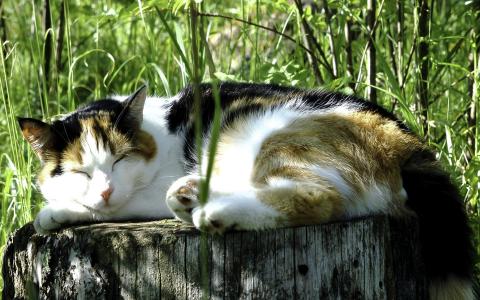 睡猫，草，温暖