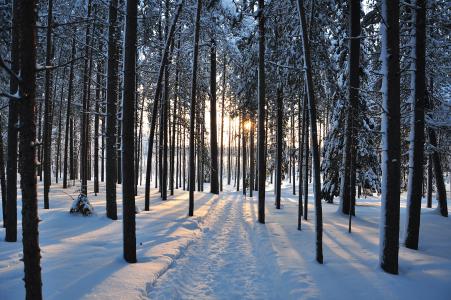 冬季，树木，森林，道路，自然，景观