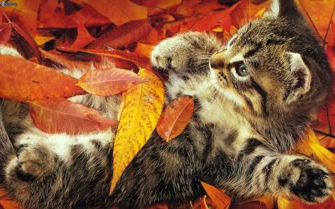 秋天的树叶，猫