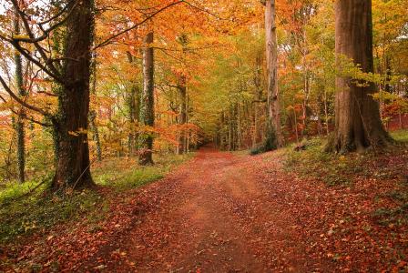 森林，秋季，道路，景观