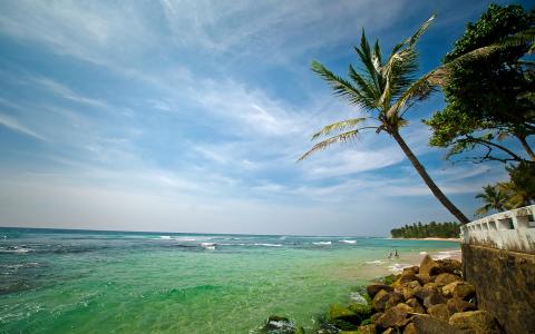棕榈树，斯里兰卡，波浪，海洋，石头